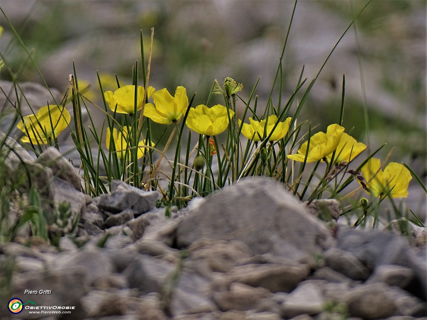 34  Papaver rhaeticum (Papavero dorato) sui macereti del Mandrone.JPG